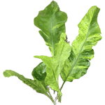 Drynarria extract for tissue repair